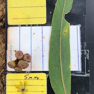Eucalyptus racemosa at Forrest, ACT - 20 Nov 2023