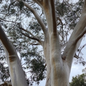 Eucalyptus racemosa at Forrest, ACT - 20 Nov 2023 09:27 AM