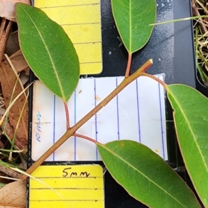 Eucalyptus botryoides at Deakin, ACT - 20 Nov 2023