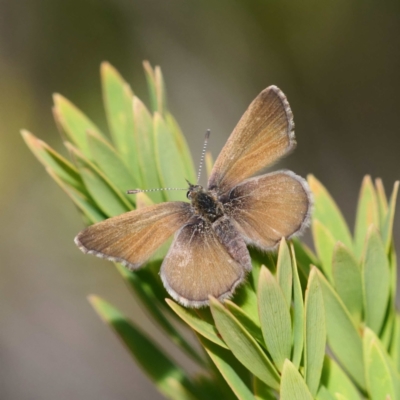 Neolucia mathewi (Dull Heath Blue) at Wallagoot, NSW - 12 Oct 2019 by DPRees125