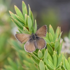 Neolucia mathewi at Wallagoot, NSW - 12 Oct 2019