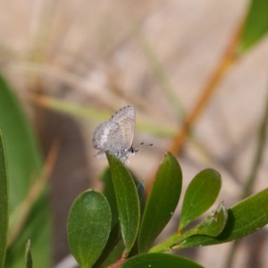 Neolucia mathewi at Wallagoot, NSW - 12 Oct 2019