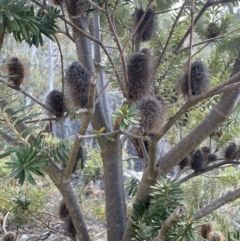 Banksia marginata (Silver Banksia) at Namadgi National Park - 19 Nov 2023 by JaneR