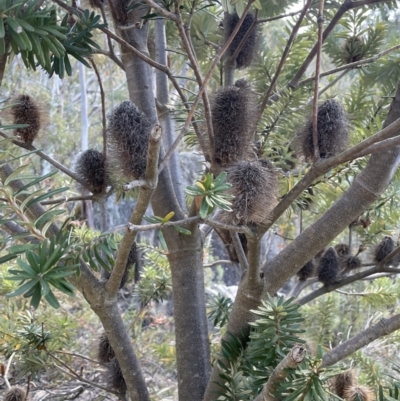 Banksia marginata (Silver Banksia) at Rendezvous Creek, ACT - 19 Nov 2023 by JaneR