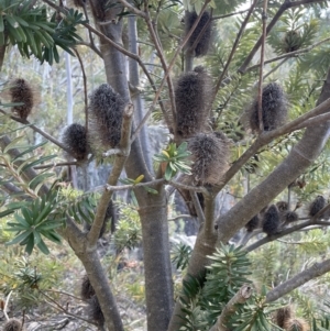 Banksia marginata at Namadgi National Park - 19 Nov 2023