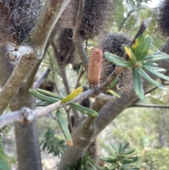 Banksia marginata at Namadgi National Park - 19 Nov 2023