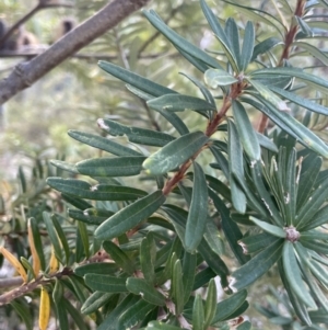 Banksia marginata at Namadgi National Park - 19 Nov 2023