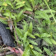 Blechnum penna-marina (Alpine Water Fern) at Namadgi National Park - 19 Nov 2023 by JaneR