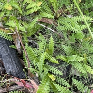 Blechnum penna-marina at Namadgi National Park - 19 Nov 2023 03:33 PM