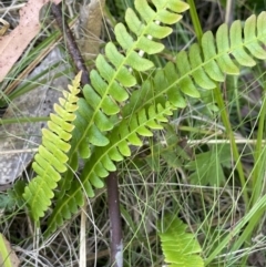 Blechnum penna-marina at Namadgi National Park - 19 Nov 2023 03:33 PM