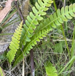 Blechnum penna-marina at Namadgi National Park - 19 Nov 2023 03:33 PM