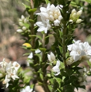 Epacris breviflora at Namadgi National Park - 19 Nov 2023