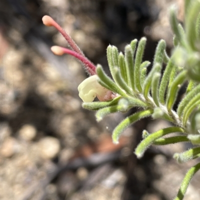 Grevillea lanigera (Woolly Grevillea) at Rendezvous Creek, ACT - 19 Nov 2023 by JaneR