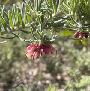 Grevillea lanigera at Namadgi National Park - 19 Nov 2023