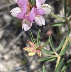 Lotus australis (Austral Trefoil) at Namadgi National Park - 19 Nov 2023 by JaneR