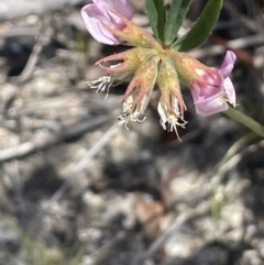 Lotus australis at Namadgi National Park - 19 Nov 2023