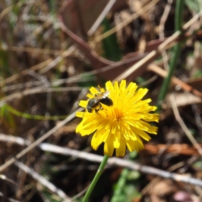 Lasioglossum (Chilalictus) lanarium (Halictid bee) at Griffith Woodland (GRW) - 18 Nov 2023 by JodieR