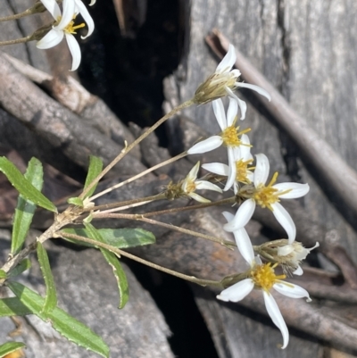 Olearia erubescens (Silky Daisybush) at Rendezvous Creek, ACT - 19 Nov 2023 by JaneR