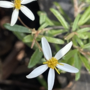 Olearia erubescens at Namadgi National Park - 19 Nov 2023