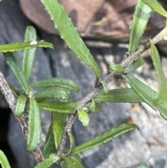 Olearia erubescens at Namadgi National Park - 19 Nov 2023