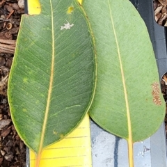 Eucalyptus botryoides at ANBG - 20 Nov 2023