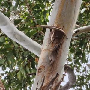 Eucalyptus botryoides at ANBG - 20 Nov 2023