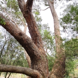 Eucalyptus botryoides at ANBG - 20 Nov 2023 10:15 AM