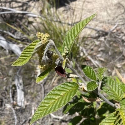 Pomaderris aspera (Hazel Pomaderris) at Rendezvous Creek, ACT - 19 Nov 2023 by JaneR