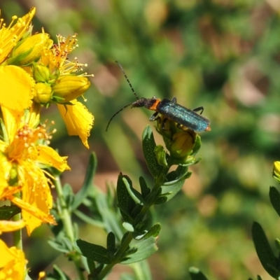 Chauliognathus lugubris (Plague Soldier Beetle) at Griffith, ACT - 18 Nov 2023 by JodieR