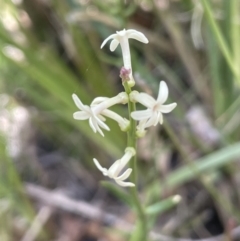 Stackhousia monogyna (Creamy Candles) at Namadgi National Park - 19 Nov 2023 by JaneR