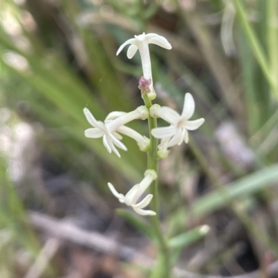 Stackhousia monogyna (Creamy Candles) at Rendezvous Creek, ACT - 19 Nov 2023 by JaneR