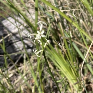 Stackhousia monogyna at Namadgi National Park - 19 Nov 2023
