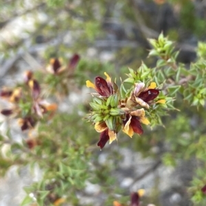 Pultenaea procumbens at Namadgi National Park - 19 Nov 2023 03:56 PM