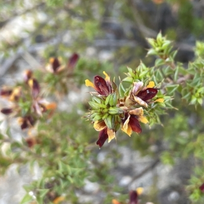 Pultenaea procumbens (Bush Pea) at Rendezvous Creek, ACT - 19 Nov 2023 by JaneR