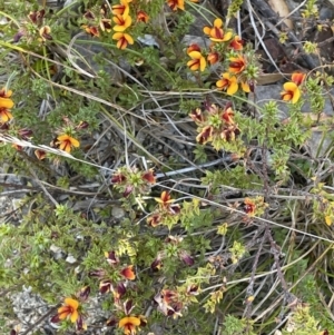 Pultenaea procumbens at Namadgi National Park - 19 Nov 2023