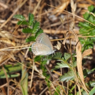 Zizina otis (Common Grass-Blue) at Griffith, ACT - 18 Nov 2023 by JodieR
