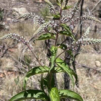 Veronica derwentiana subsp. derwentiana (Derwent Speedwell) at Rendezvous Creek, ACT - 19 Nov 2023 by JaneR