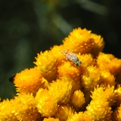 Austrotephritis poenia (Australian Fruit Fly) at Griffith Woodland (GRW) - 18 Nov 2023 by JodieR
