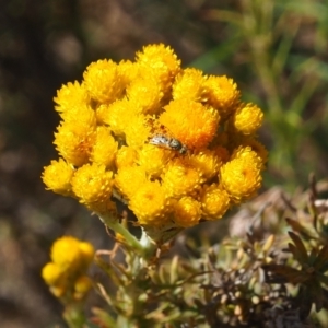 Austrotephritis poenia at Griffith Woodland (GRW) - 19 Nov 2023