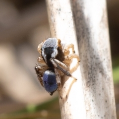 Maratus anomalus (Blue Peacock spider) at Batemans Marine Park - 17 Nov 2023 by amiessmacro