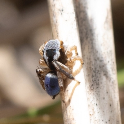 Maratus anomalus (Blue Peacock spider) at Batemans Marine Park - 18 Nov 2023 by amiessmacro