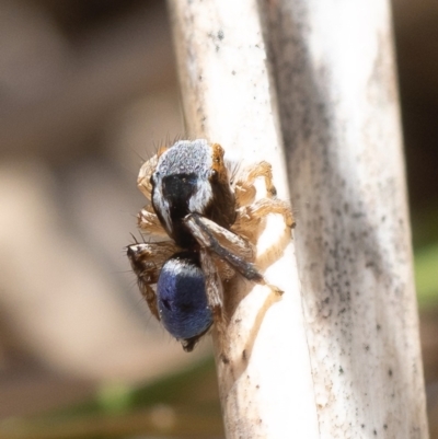 Maratus anomalus (Blue Peacock spider) at Broulee, NSW - 17 Nov 2023 by amiessmacro