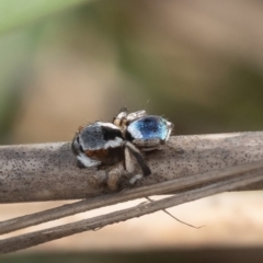 Maratus anomalus at Batemans Marine Park - suppressed