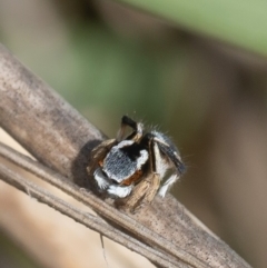 Maratus anomalus at Batemans Marine Park - suppressed