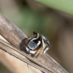 Maratus anomalus at Batemans Marine Park - 18 Nov 2023