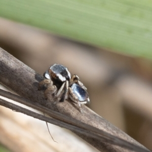 Maratus anomalus at Batemans Marine Park - 18 Nov 2023