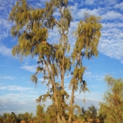 Acacia peuce (Birdsville Wattle, Casuarina Wattle, Waddy, Waddy-wood) at Wills, QLD - 22 Jan 2014 by HelenCross