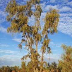 Acacia peuce (Birdsville Wattle, Casuarina Wattle, Waddy, Waddy-wood) at Wills, QLD - 21 Jan 2014 by HelenCross
