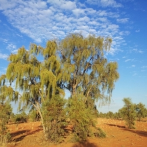 Acacia peuce at Wills, QLD - 22 Jan 2014