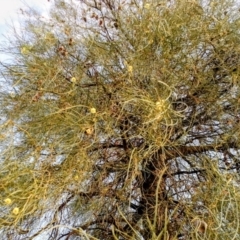 Acacia peuce at Wills, QLD - 22 Jan 2014